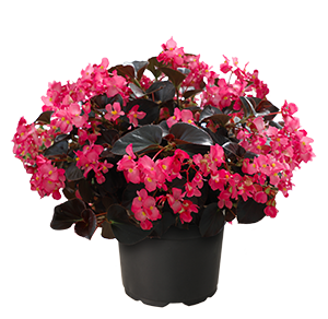 
                        Begonia
             
                        x benariensis F₁
             
                        BIG DeluXXe
             
                        Rose Espresso
            