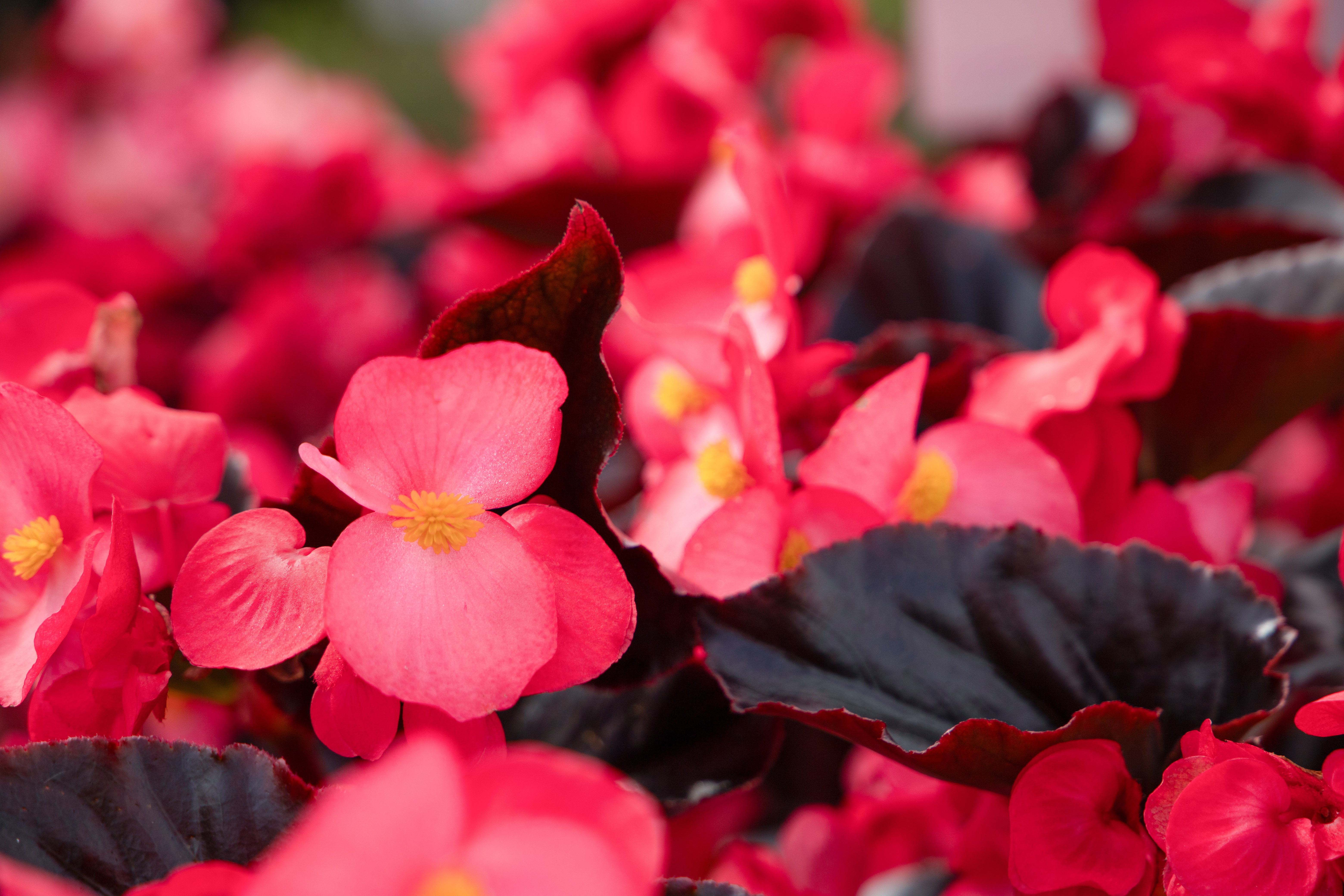 
                        Begonia
             
                        x benariensis F₁
             
                        BIG DeluXXe
             
                        Rose Espresso
            