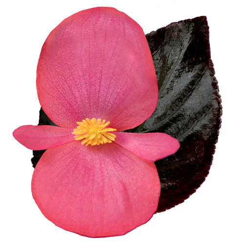 Begonia x benariensis F₁ BIG® DeluXXe® Rose Espresso