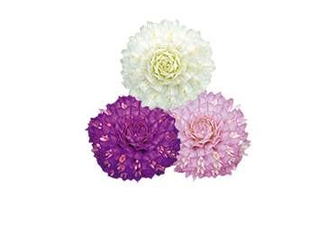 Gomphrena globosa Buddy 