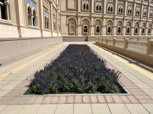 Salvia
farinacea
Evolution®