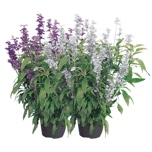 Salvia farinacea Evolution® 