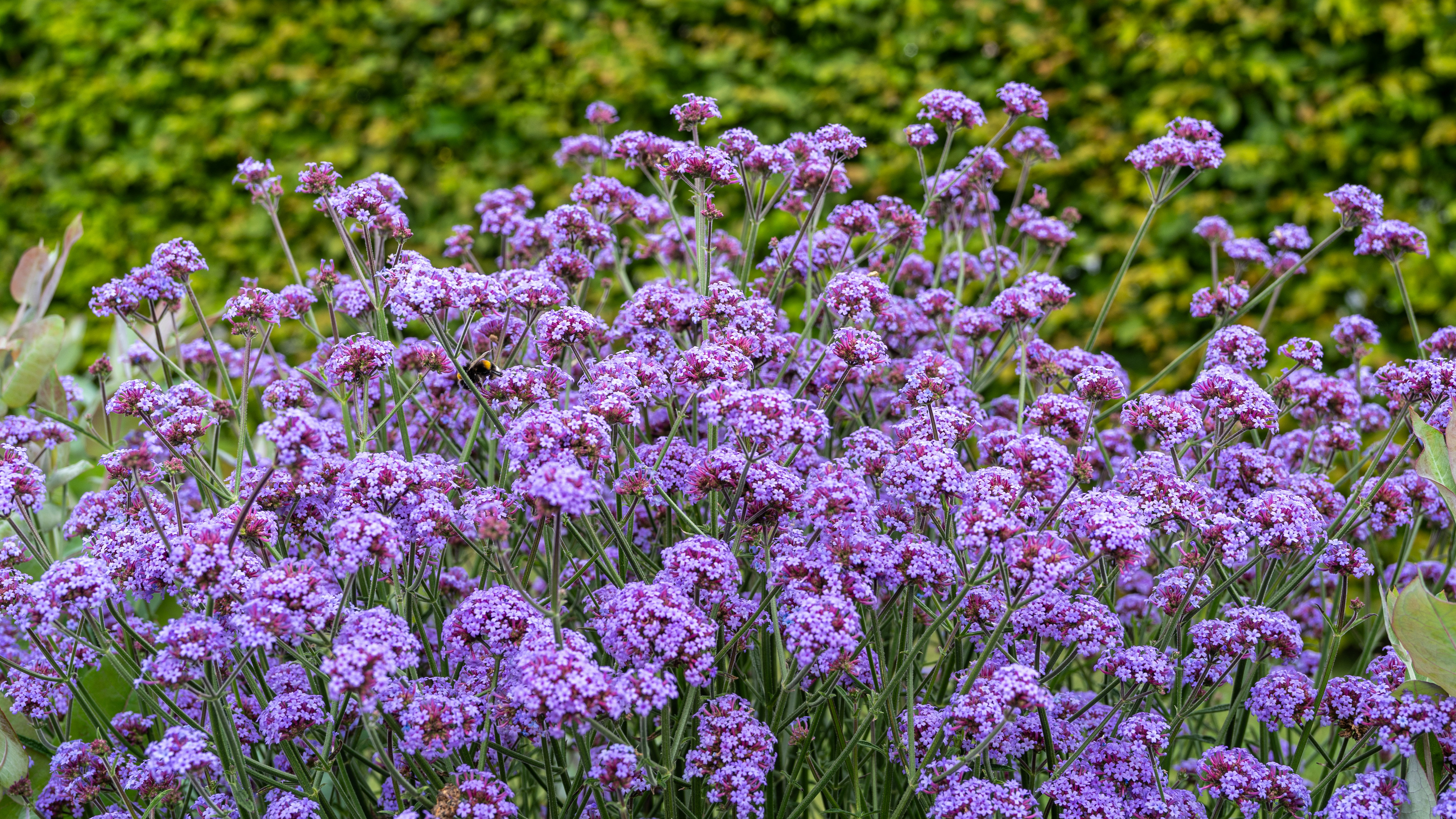 
                        Verbena
             
                        bonariensis
             
                        Flair
            