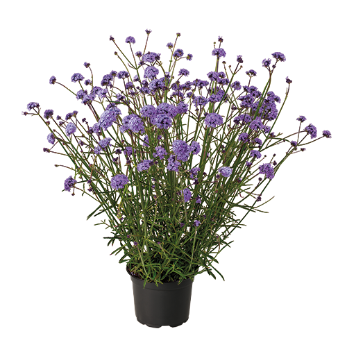 Verbena bonariensis Flair 