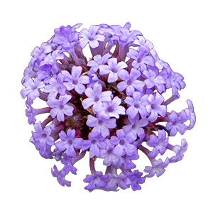 
                        Verbena
             
                        bonariensis
             
                        Flair
            