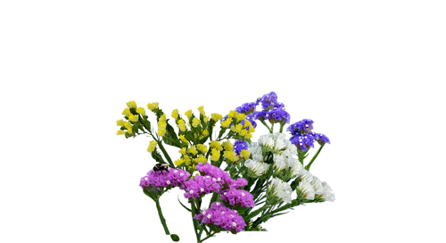 Limonium
sinuatum
Hipster™