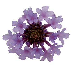 Verbena
rigida
Polaris®
Pearl