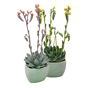 Echeveria peacockii Urban