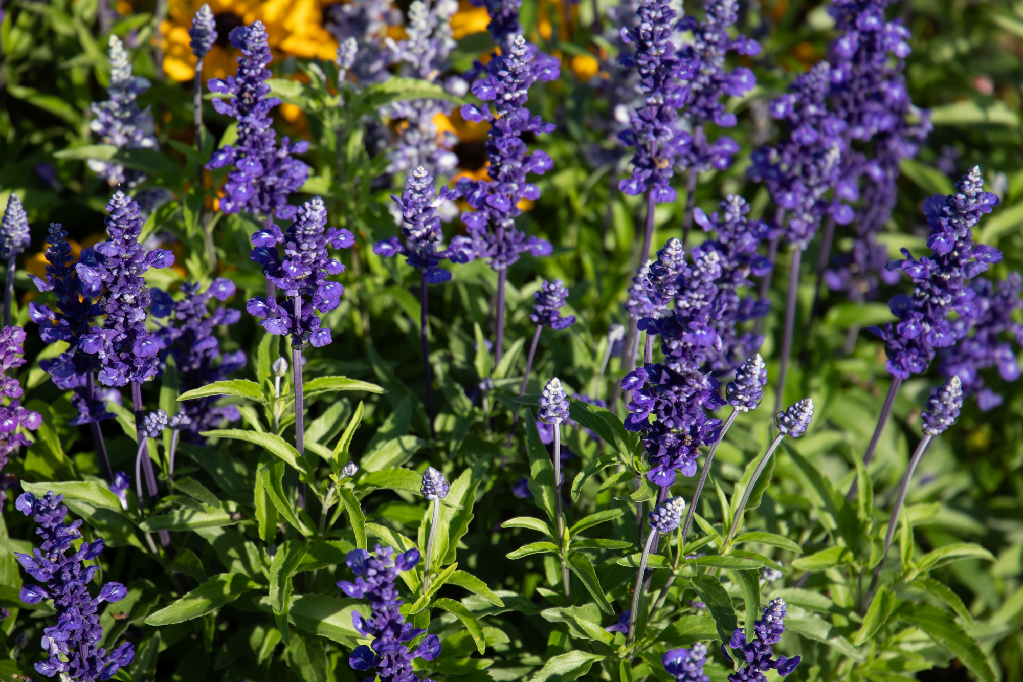 
                        Salvia
             
                        farinacea
             
                        Victoria
             
                        Blue
            