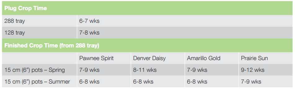Crop Time Denver Daisy