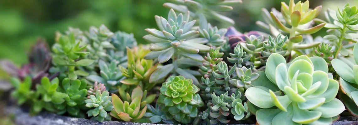 Succulents & Structure Plants