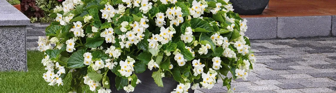Begonia BIG White Green Leaf
