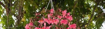 Funky® Pink - beeindruckend in der Ampel! Funky® Pink - beeindruckend in der Ampel!
