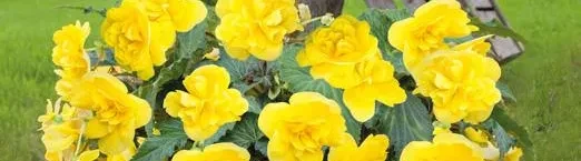 Nonstop® Joy Yellow Nonstop® Joy Yellow