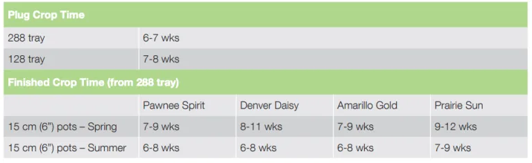 Crop Time Denver Daisy