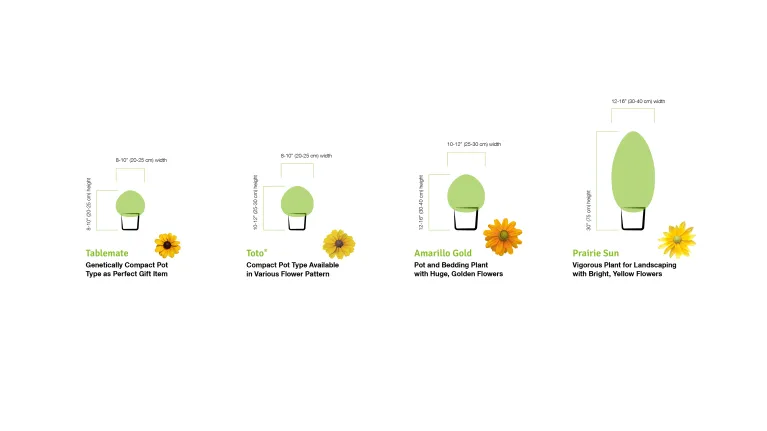 Positioning Rudbeckia