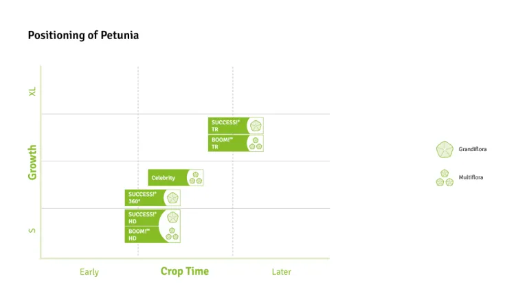 Timing Charts Petunia