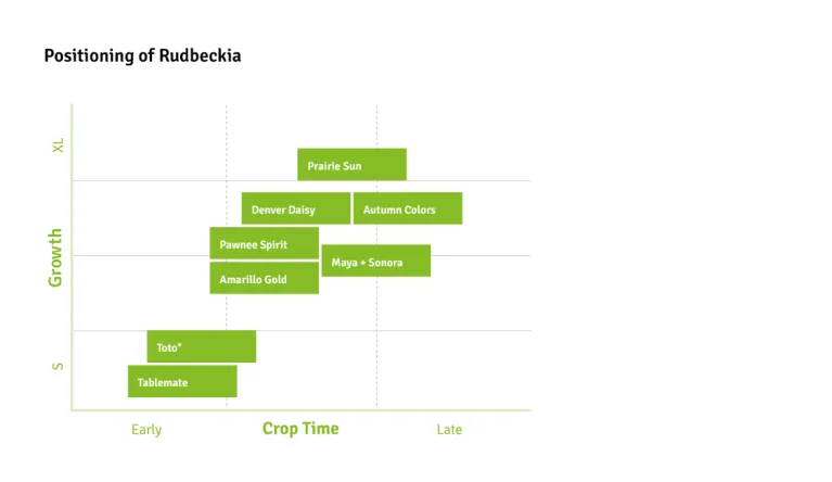Timing Charts Rudbeckia