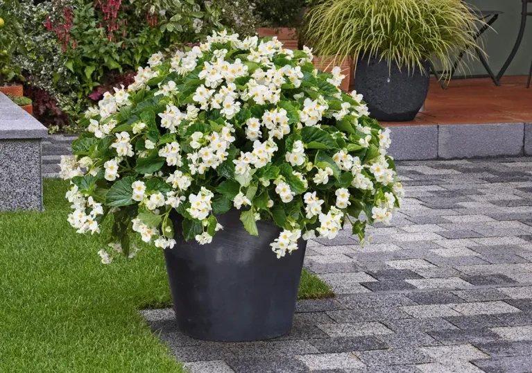 Begonia BIG White Green Leaf