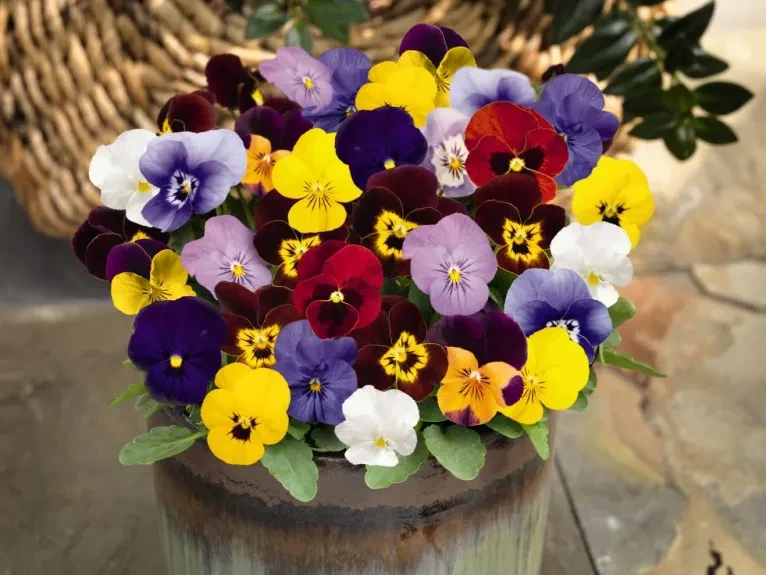 Viola cornuta Admire® Maxi Mix Viola cornuta Admire® Maxi Mix