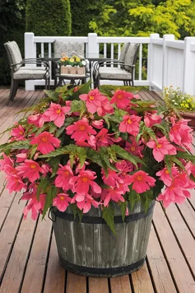 Funky® Pink Foto der Funky® Pink im Topf auf einer Terrasse