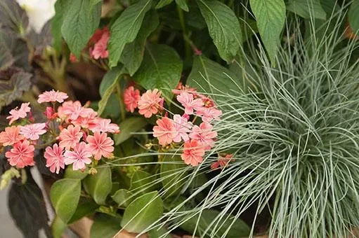Foto der Lewisia kombiniert mit Buddy Blue