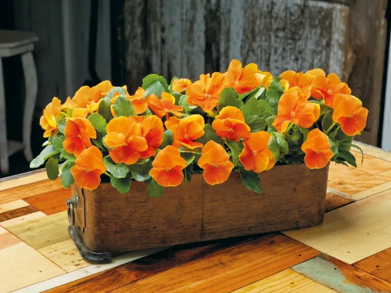 Viola wittrockiana Inspire® Plus Orange