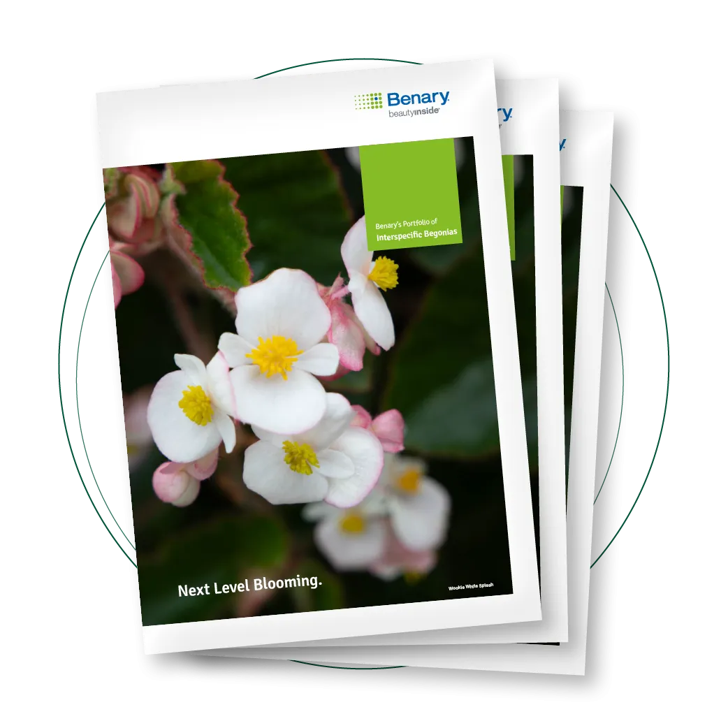 Interspecific Begonia Portfolio