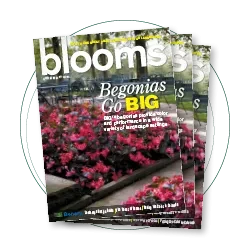 blooms BIG