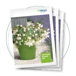 Benary Neuheiten 2020