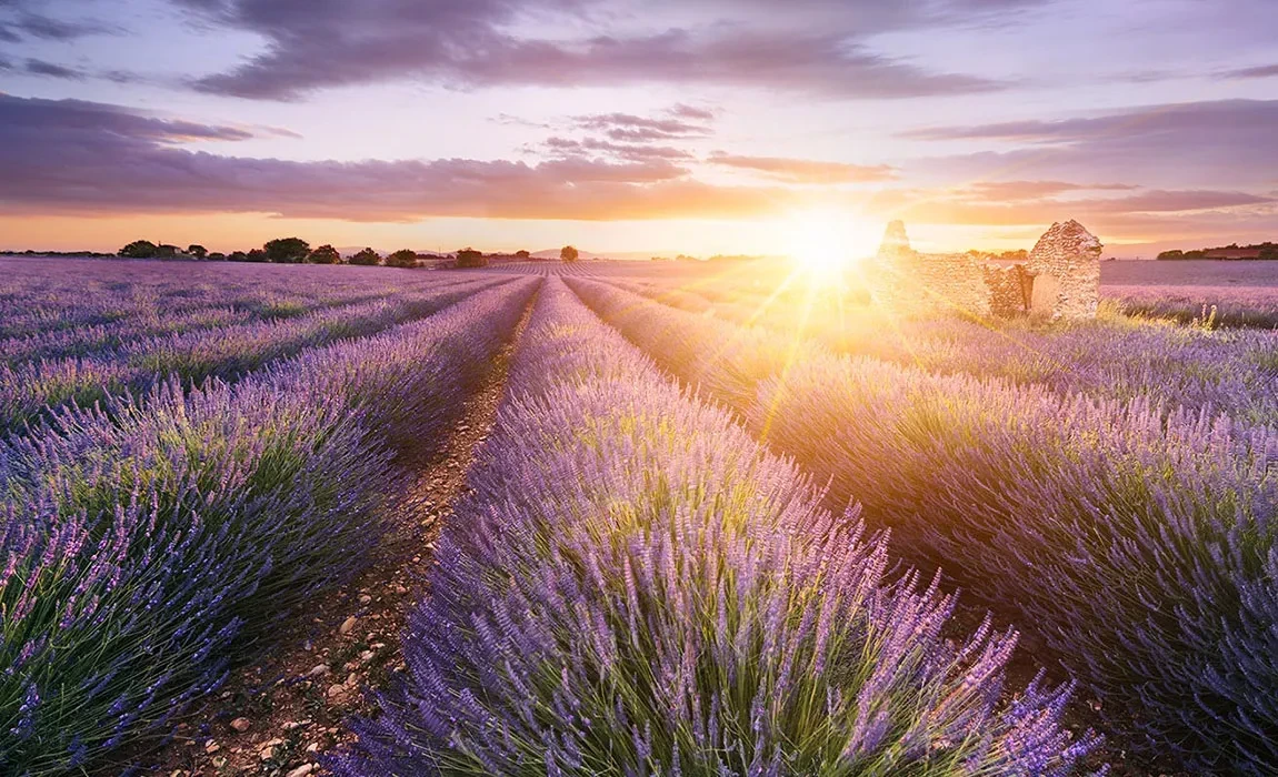 Landschaftsbepflanzung mit Lavendel Hidcote Blue