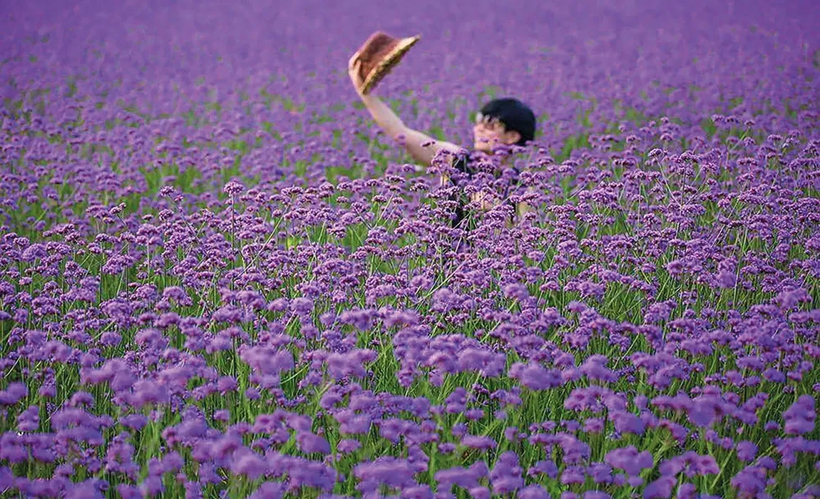 Verbena Finesse® Pflanzung in China