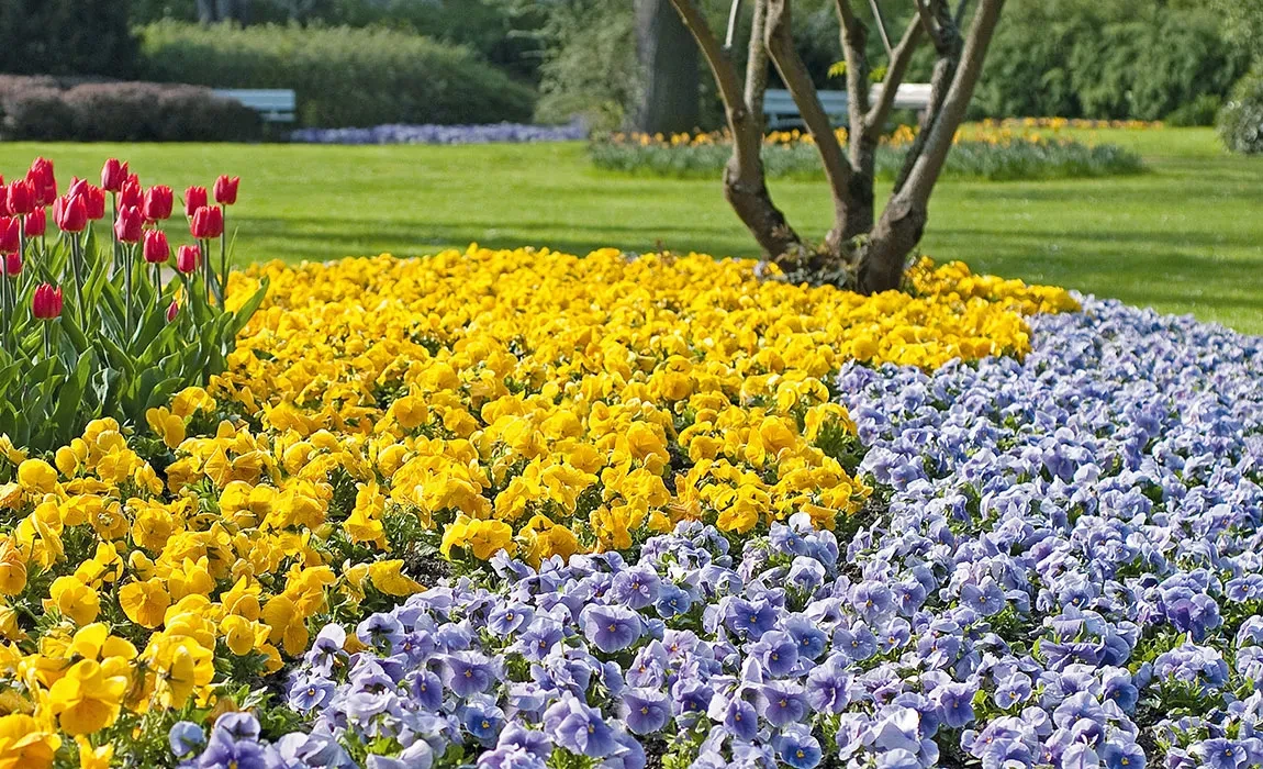 Violen-Landschaftsgestaltung im Auepark, Kassel, Deutschland