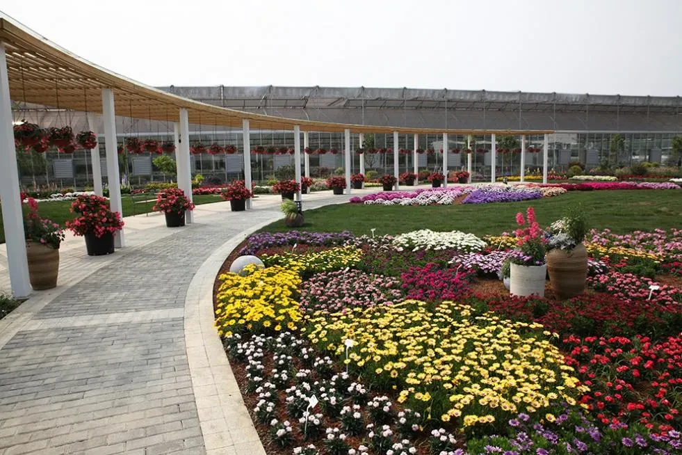 Benary Flower Trials 2019, Garten mit blühenden Blumen