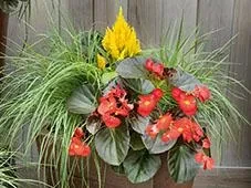 BIG Begonia mit Pennisetum BIG Begonia kombiniert mit Pennisetum