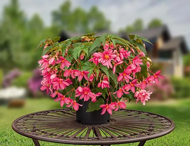 Funky® Pink - hübsche Topfpflanze - ideal als Geschenk! Funky® Pink, eine hübsche Topfpflanze, steht auf einem runden Gartentisch
