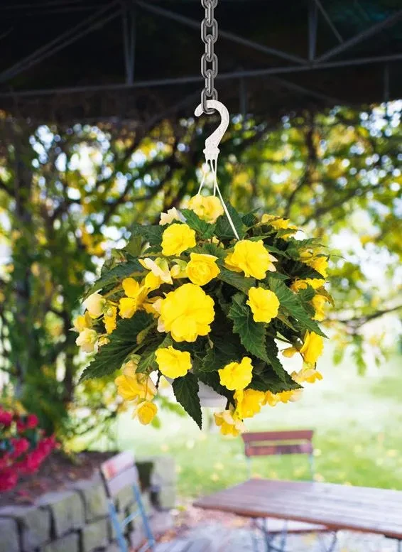 Nonstop® Joy Yellow Ampel Nonstop® Joy Yellow Ampel hängt in einem Garten