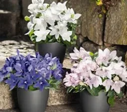 Pop Star - Platycodon grandiflorus Blume, Pop Star, Platycodon grandiflorus