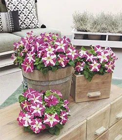SUCCESS! HD Rose Star - Petunia x hybrida grandiflora - FS Gewinner Blume, success HD Rose Star, Petunia x hybrida grandiflora, FS Gewinner