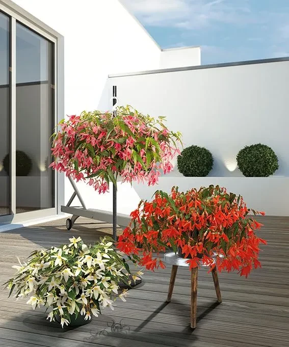 Sun Cities Collection Foto von drei Züchtungen aus der Sun Cities Collection