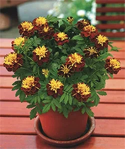 Super Hero Spry - Tagetes patula - AAS Gewinner Blume, Super Hero Spry, Tagetes patula, AAS Gewinner