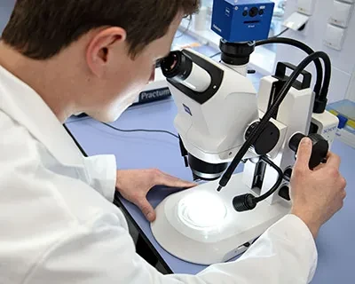 Saatguttechnologie: Mitarbeiter an einem Stereomikroskop
