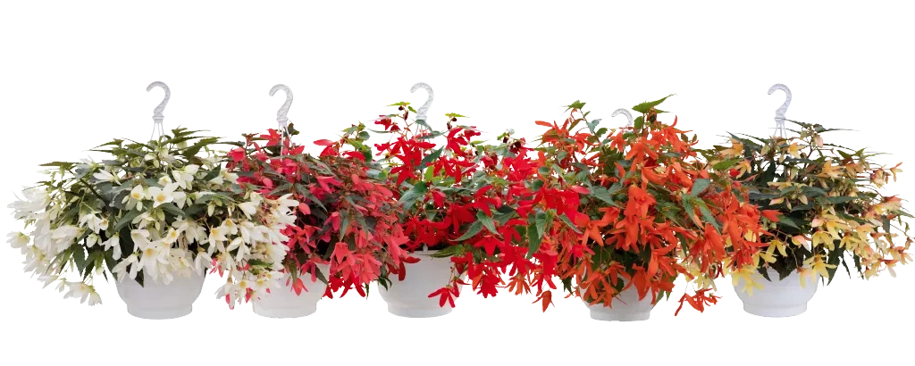 Groovy - die neue Begonia boliviensis Serie: 5 klare und leuchtende Farben Groovy - die neue Begonia boliviensis Serie: 5 klare und leuchtende Farben